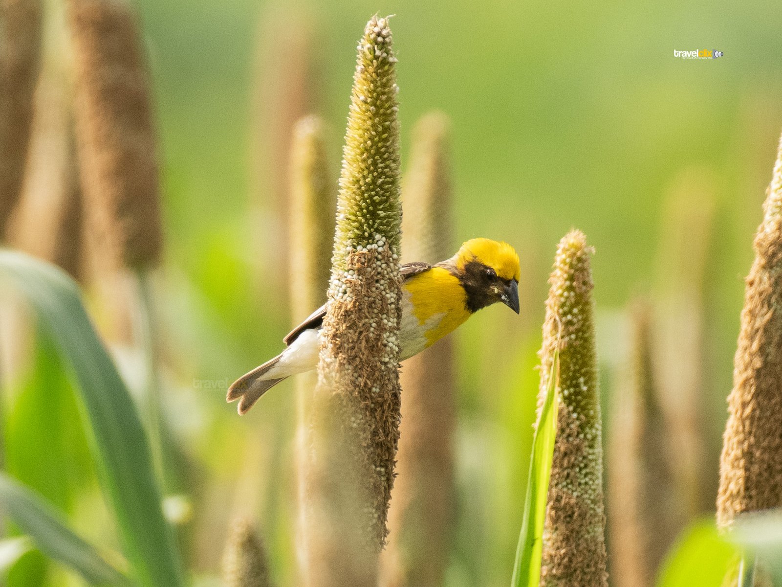 baya weaver bird - male eating pearl millet