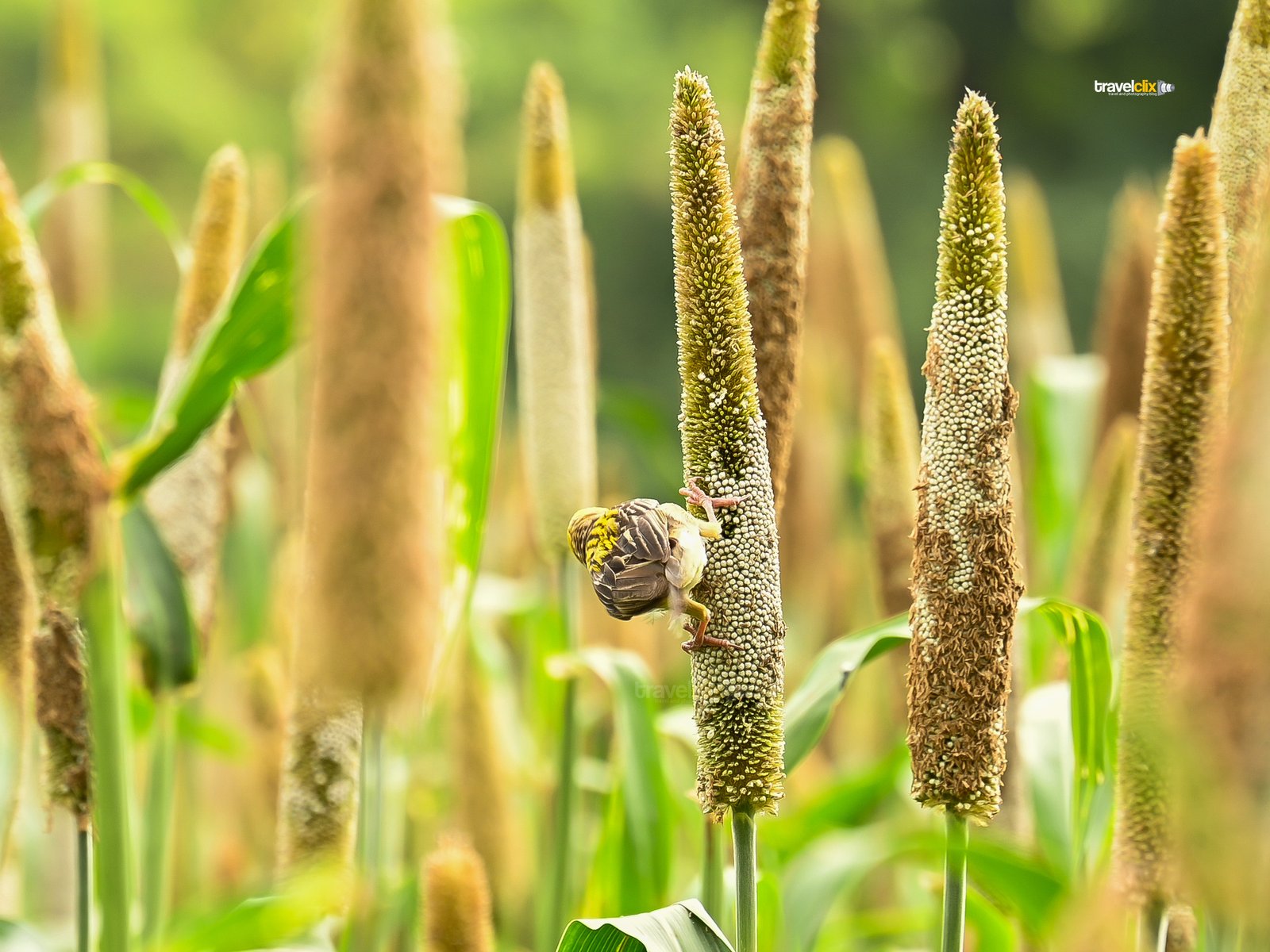 baya weaver bird - male eating pearl millet