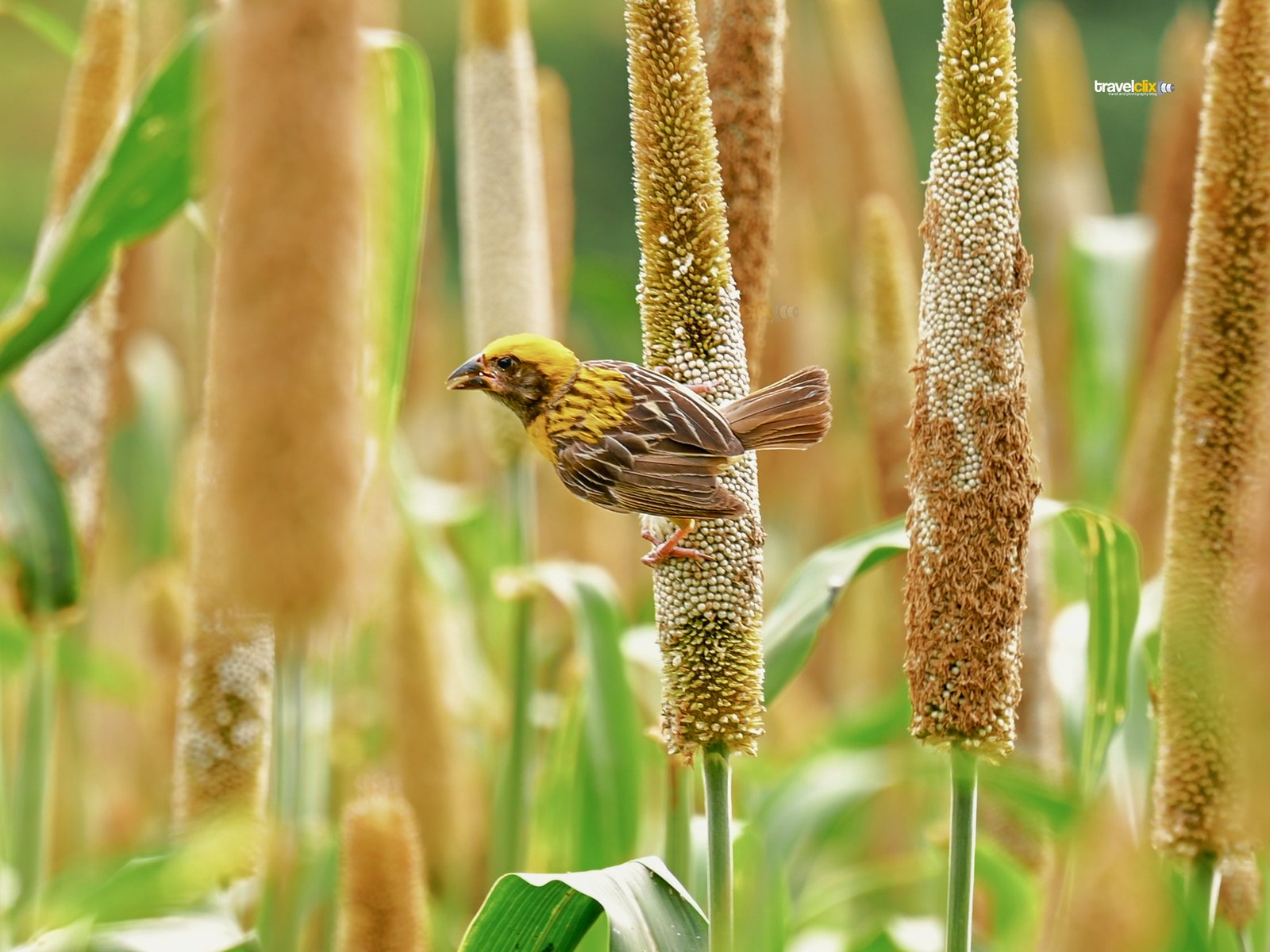 baya weaver bird - male eating pearl millet