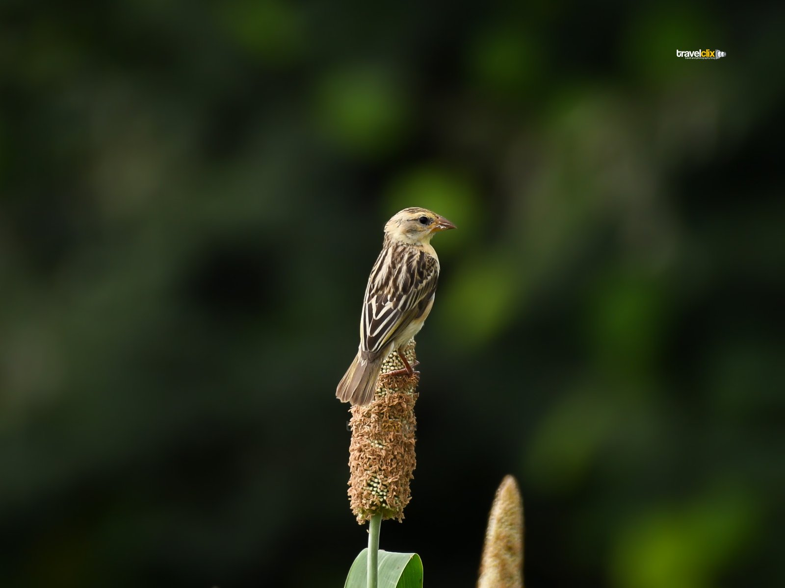 baya weaver bird - female eating pearl millet