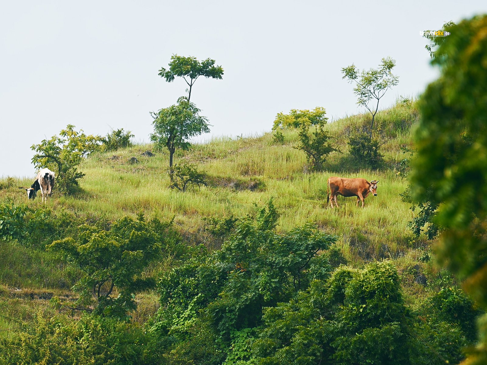 cattle shelar farm