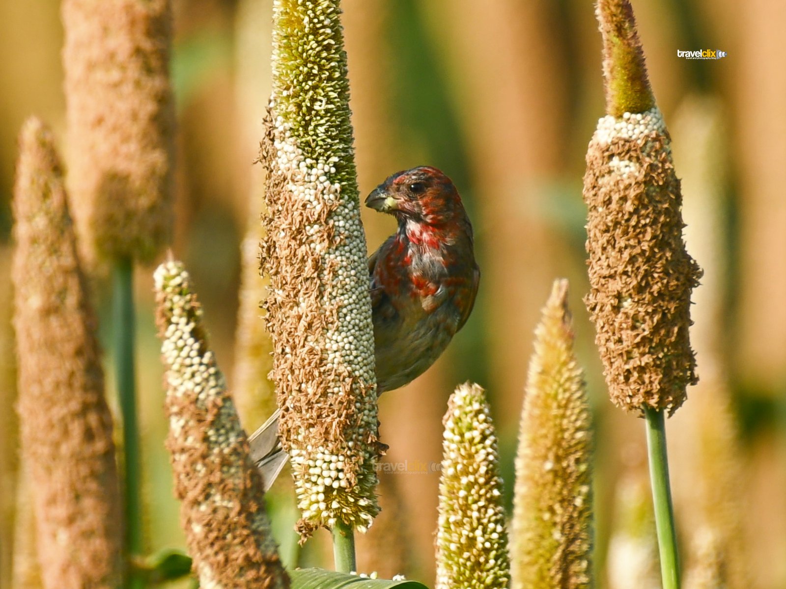 common rosefinch