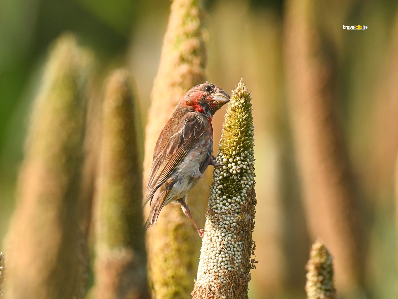 Common Rosefinch