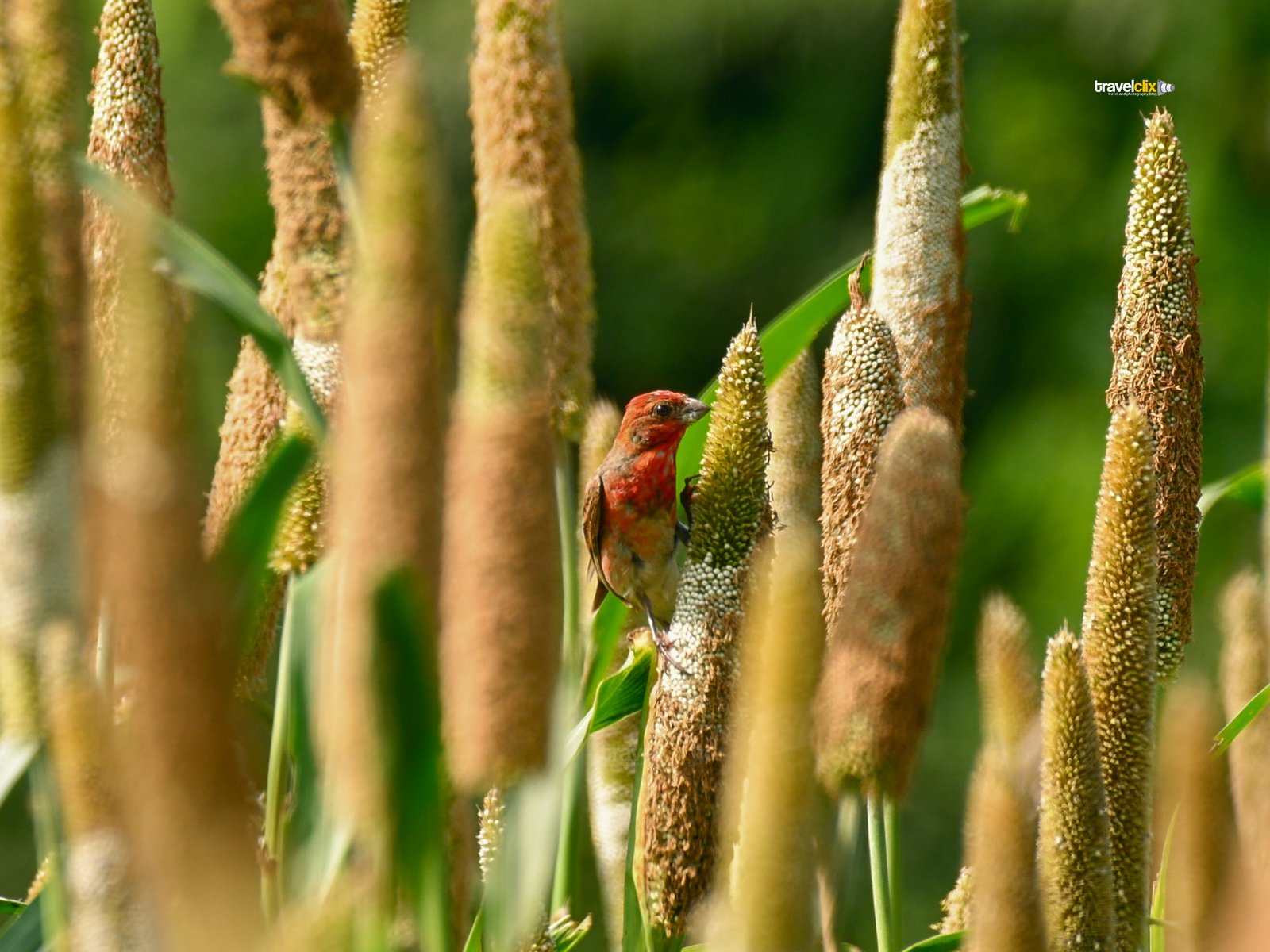 Common Rosefinch