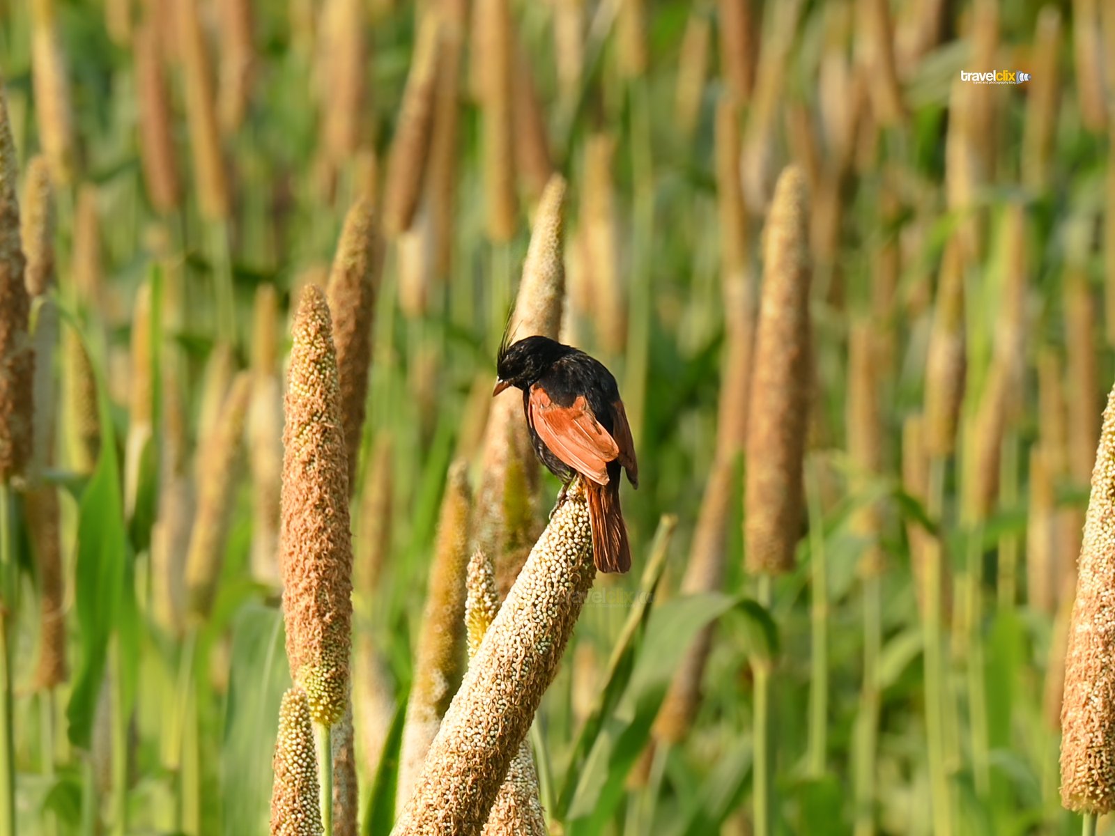 Crested Bunting