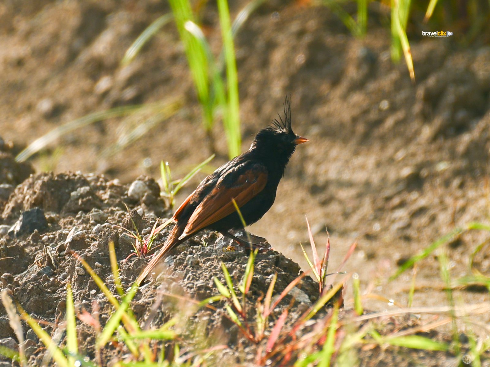 Crested Bunting