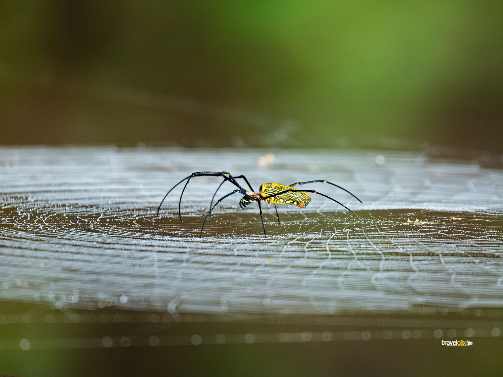 spider, giant spider, giant wood spider, tadoba, jungle safari, morning safari