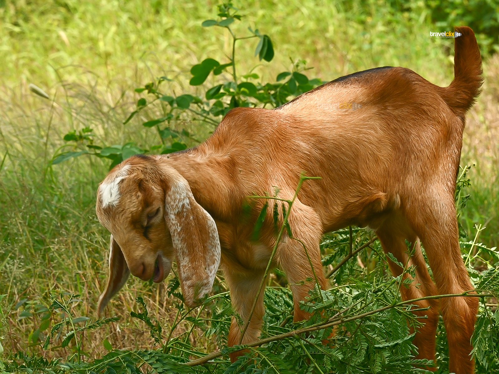 goat at shelar farm