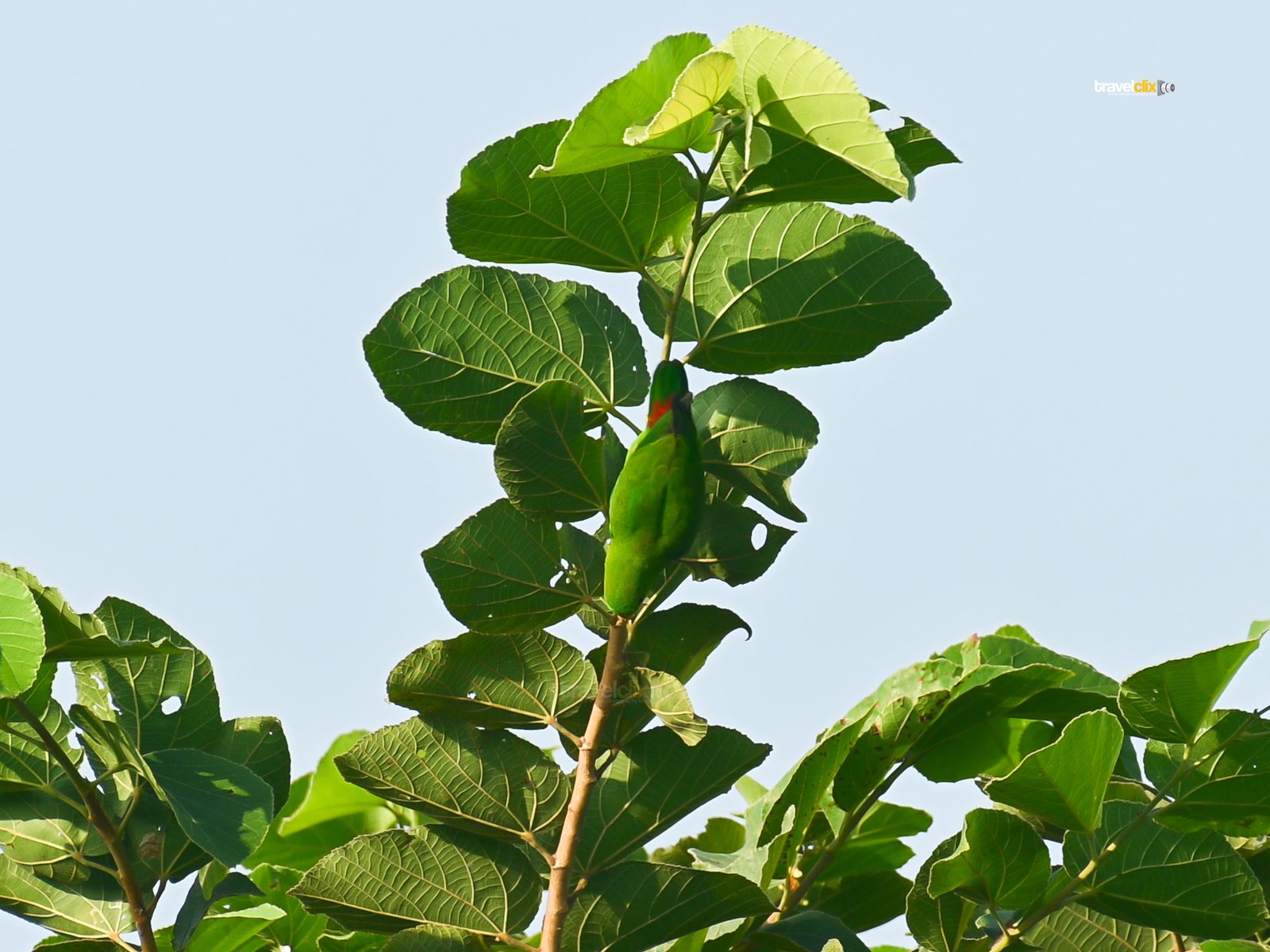 vernal hanging parrot