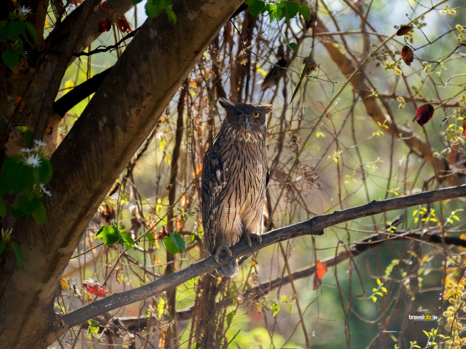 brown fishing owl near pune, pabe ghat pune, birding in pune, birds of pune, puneri birds, indian brown fish owl, pune, bird spots around pune