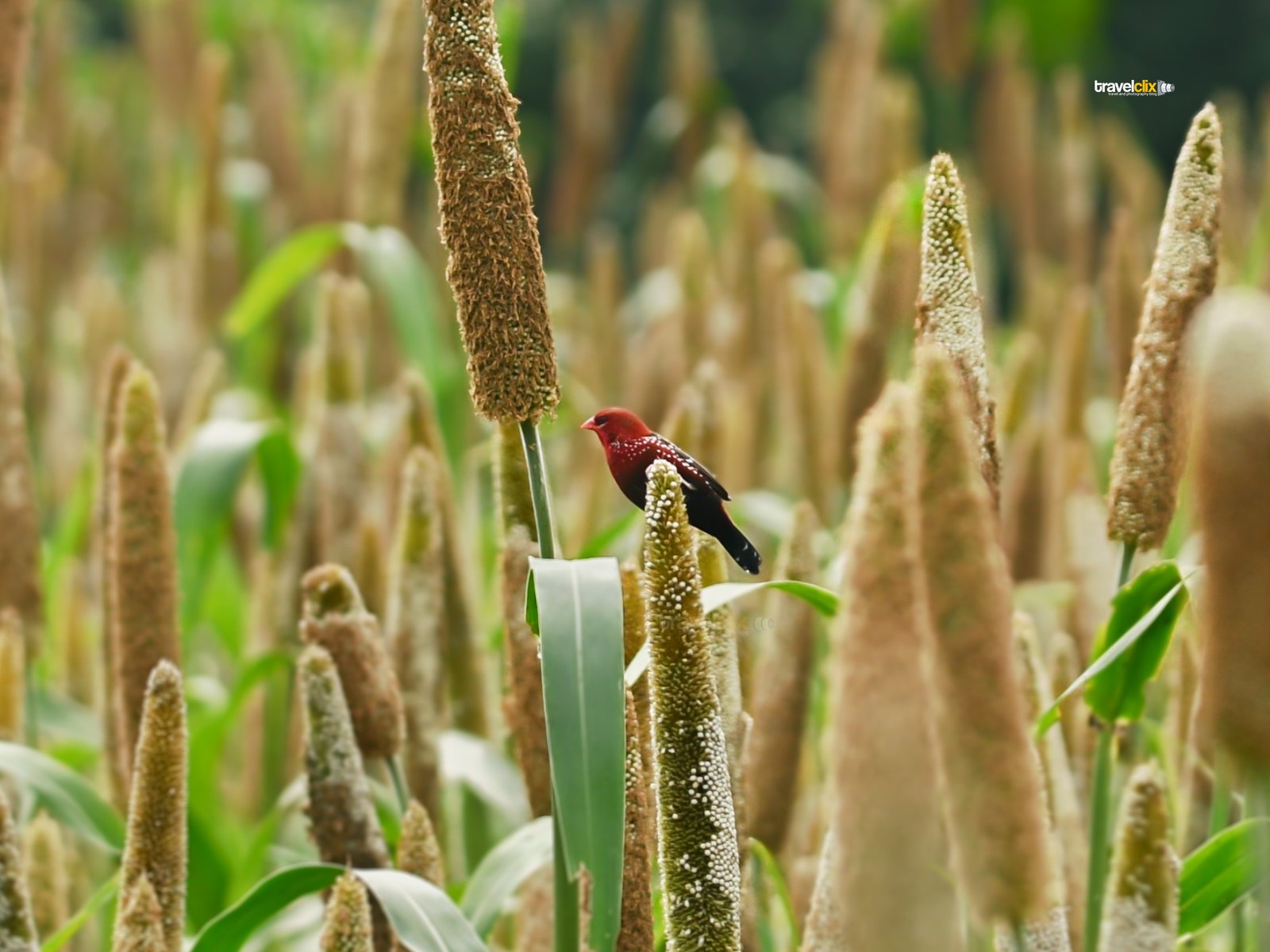 Red Avadvat on Peral Millet