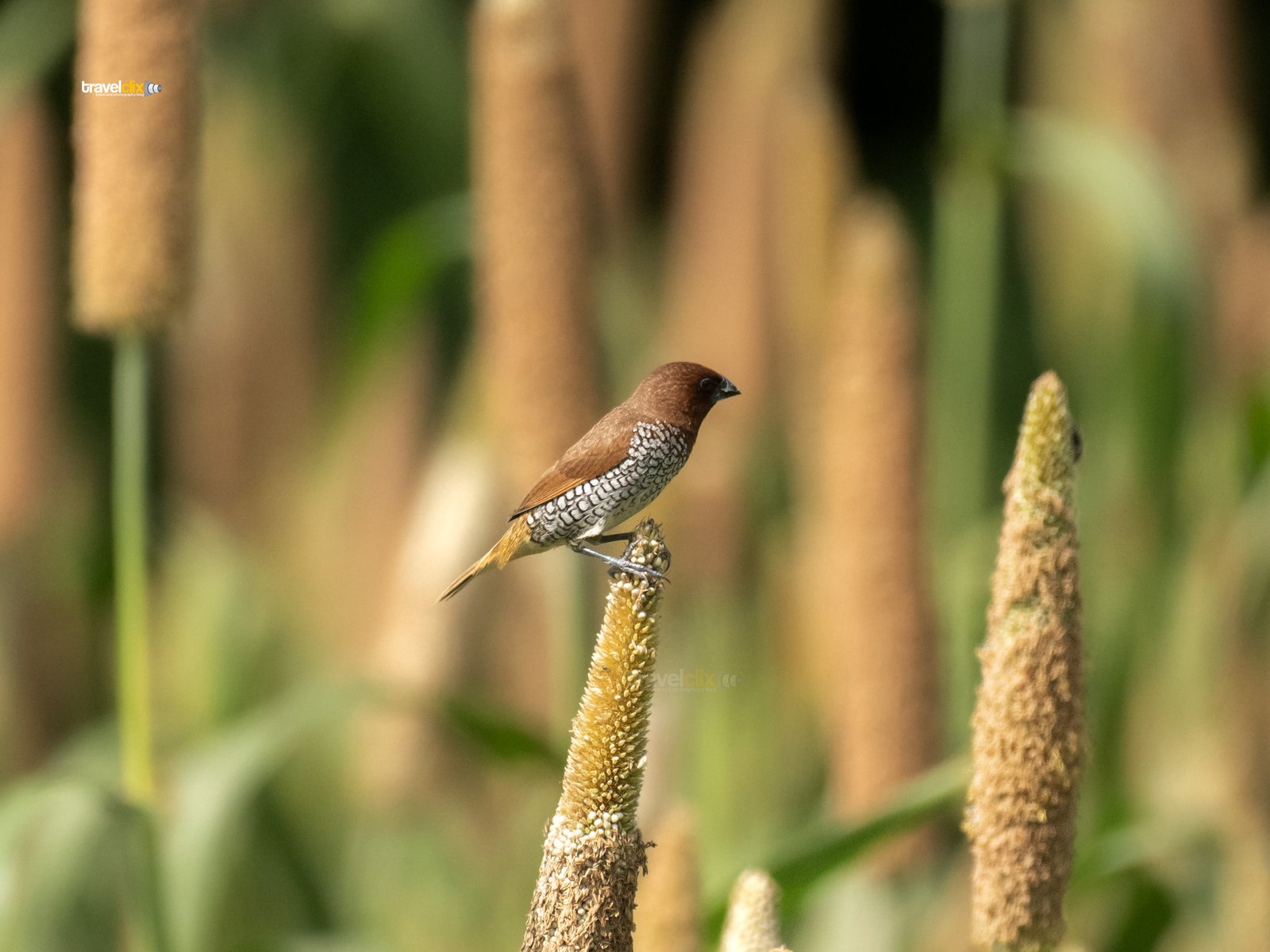 scaly breasted munia