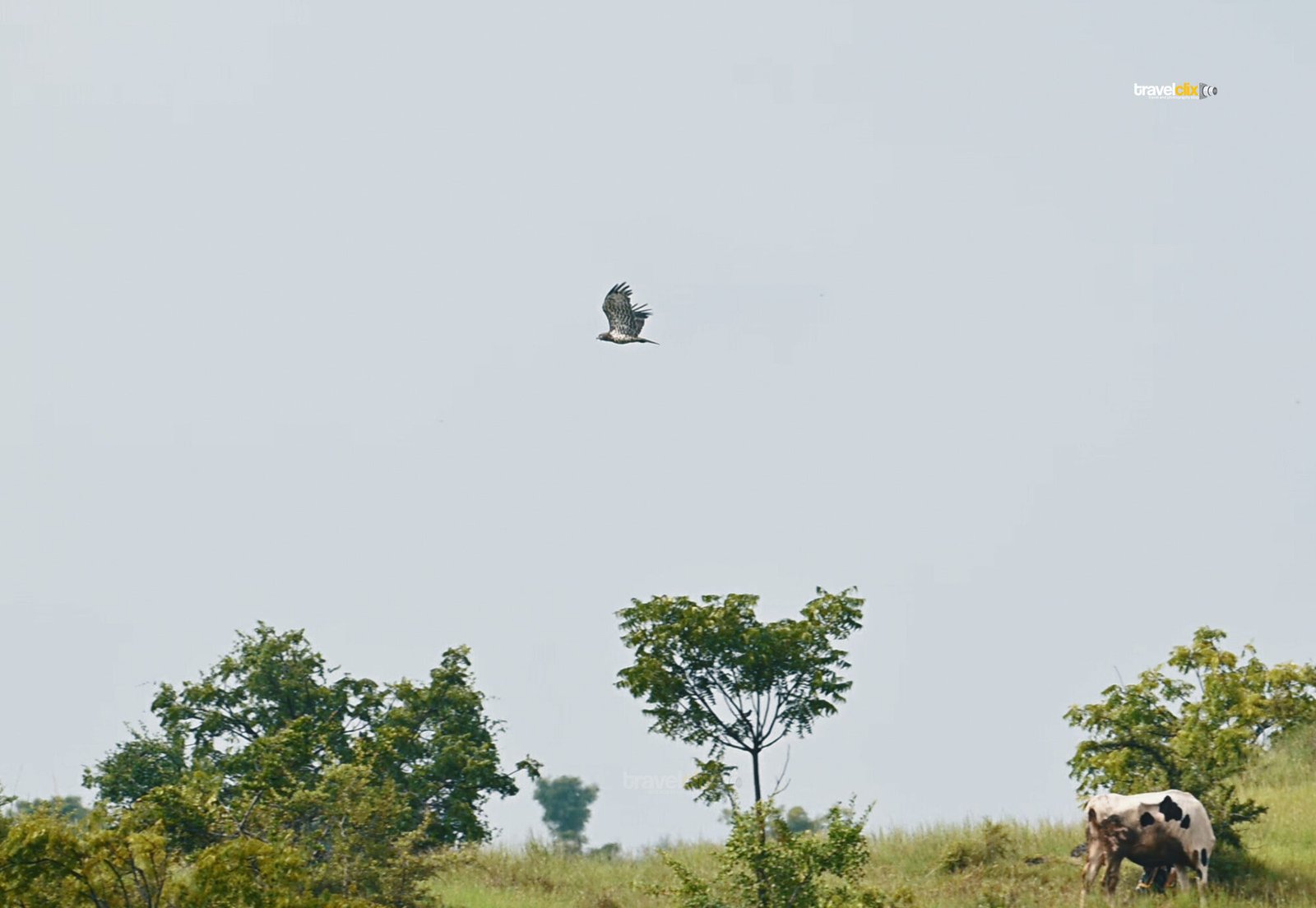 short toed snake eagle