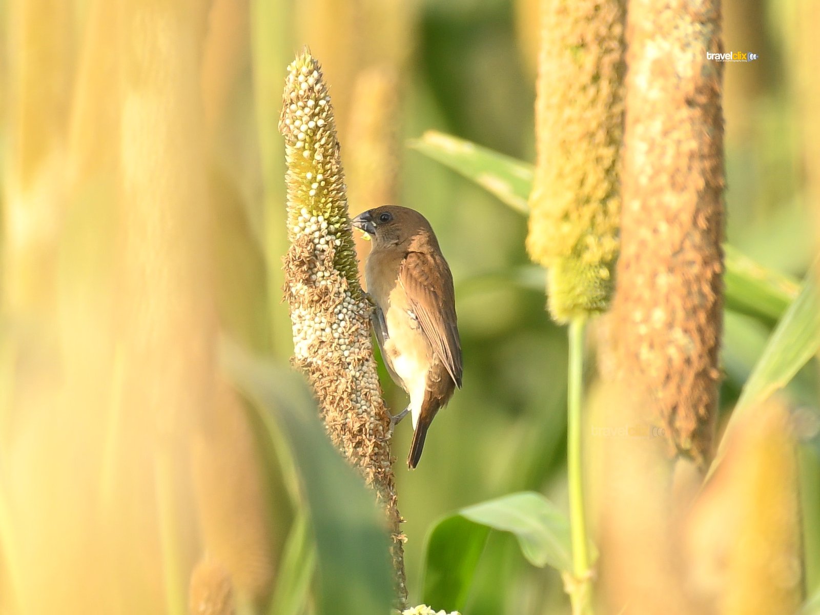 Indian silverbill