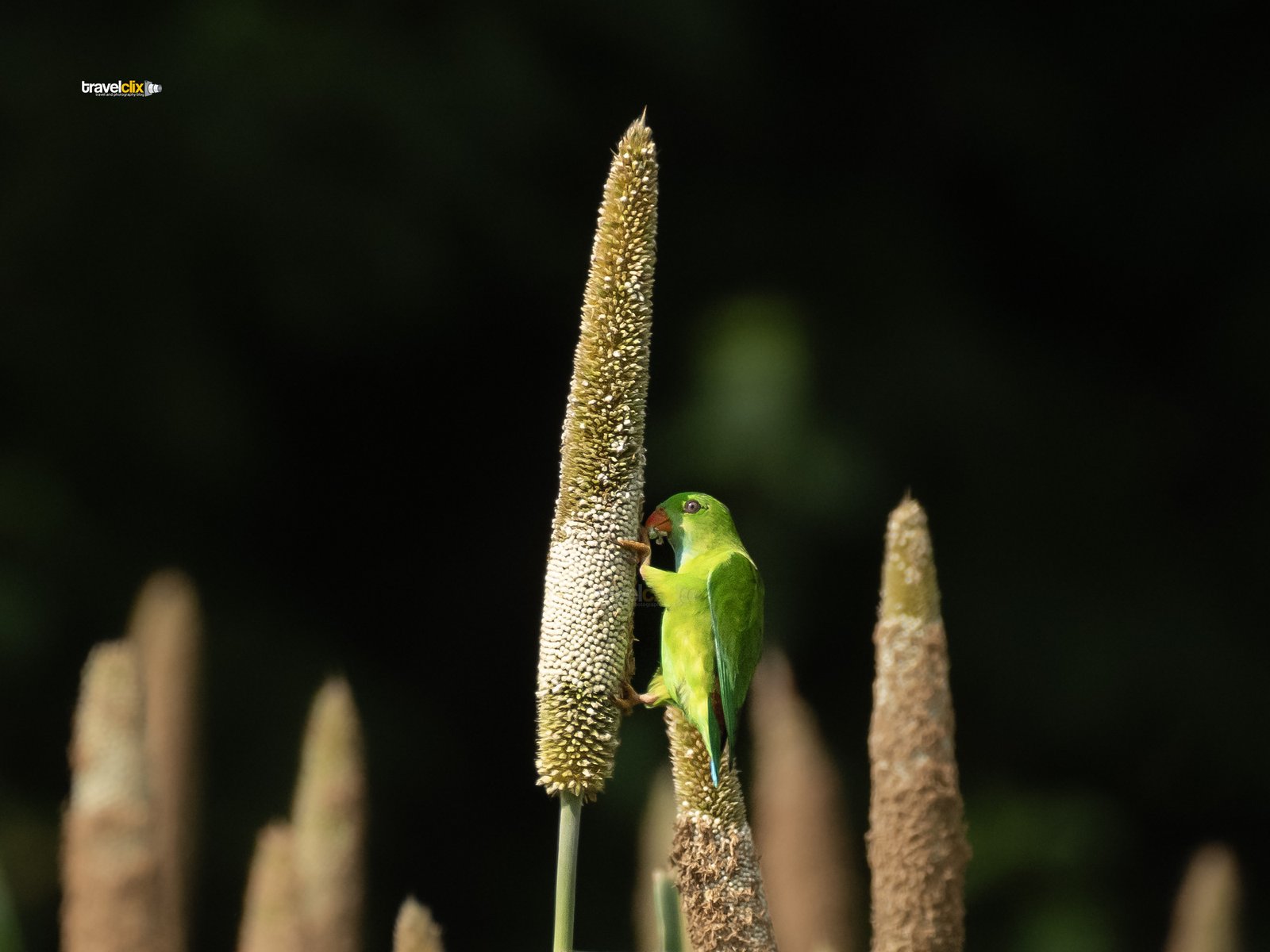 vernal hanging parrot