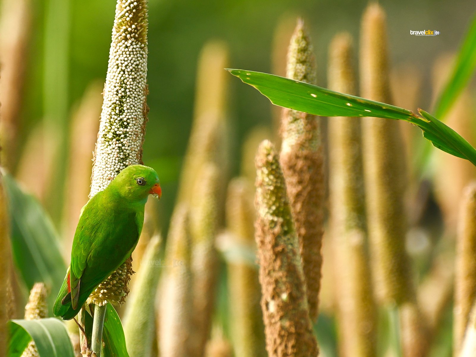 vernal hanging parrot