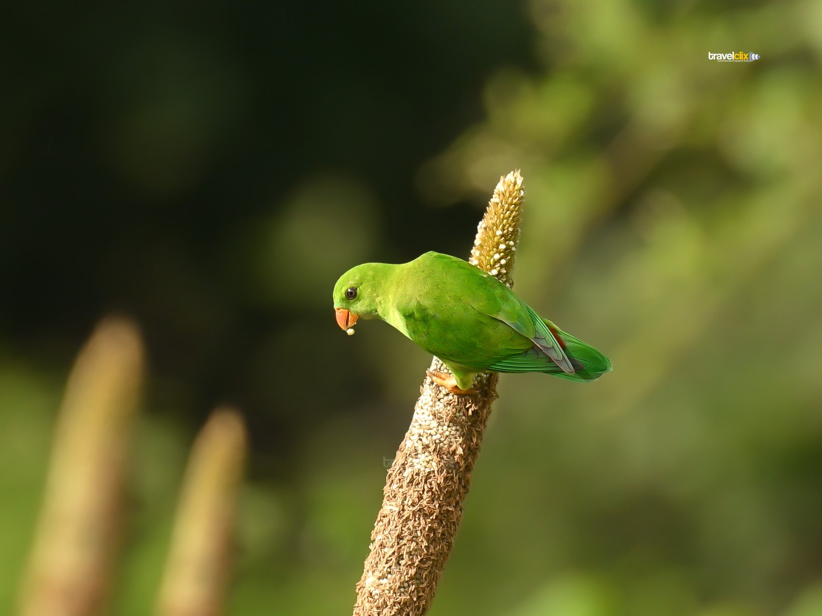 vernal hanging parrot