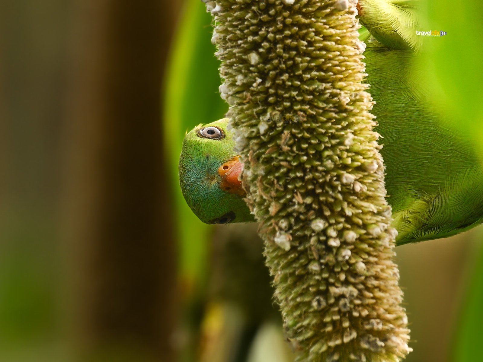 vernal hanging parrot