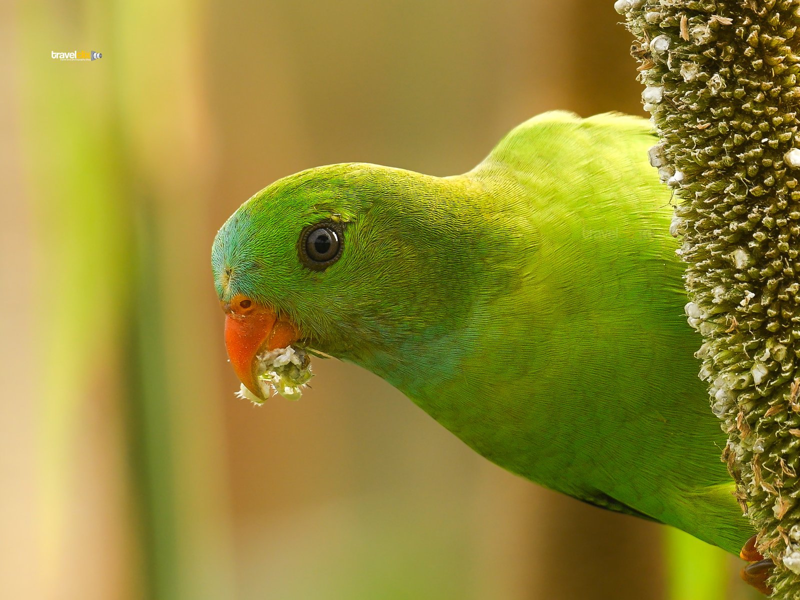 vernal hanging parrot