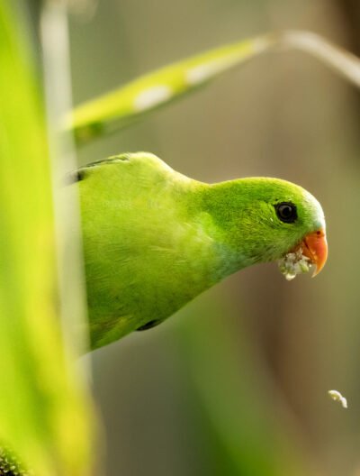 पिचू पोपट, भुंडा पोपट, Vernal hanging parrot