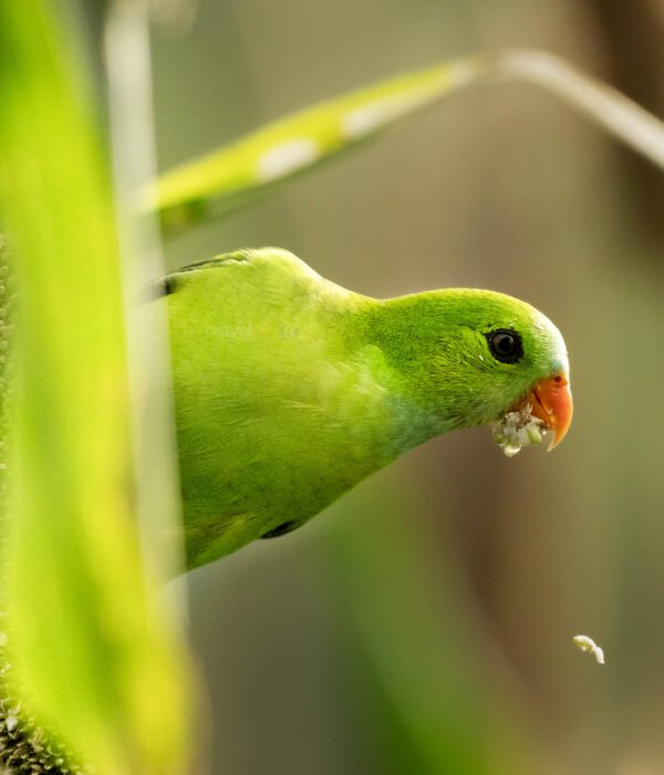 पिचू पोपट, भुंडा पोपट, Vernal hanging parrot