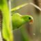 पिचू पोपट, भुंडा पोपट, Vernal hanging parrot