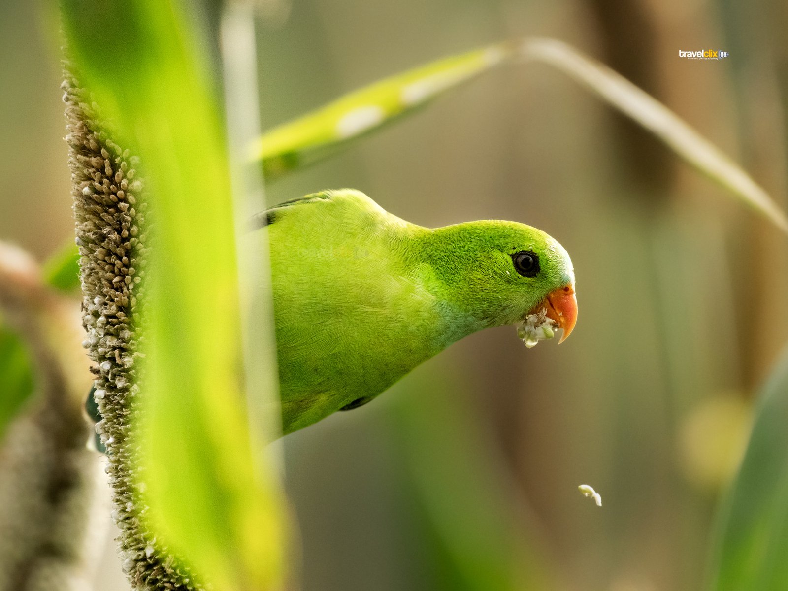 पिचू पोपट, भुंडा पोपट, Vernal hanging parrot