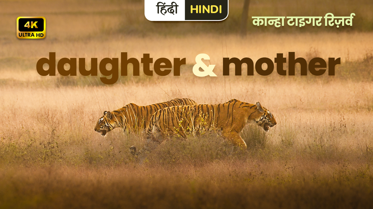 daughter-and-mother-kanha-tiger-reserve-travelclix-youtube