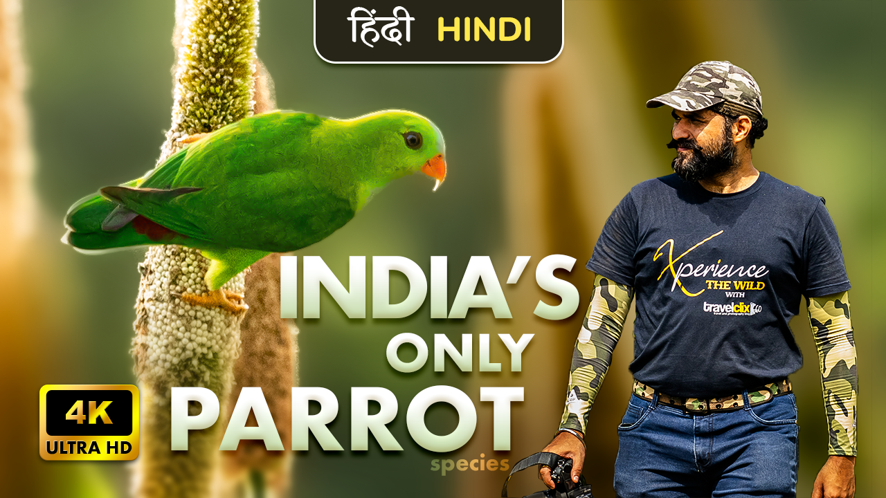 vernal-hanging-parrot-hindi-travelclix-shelar-birding-point