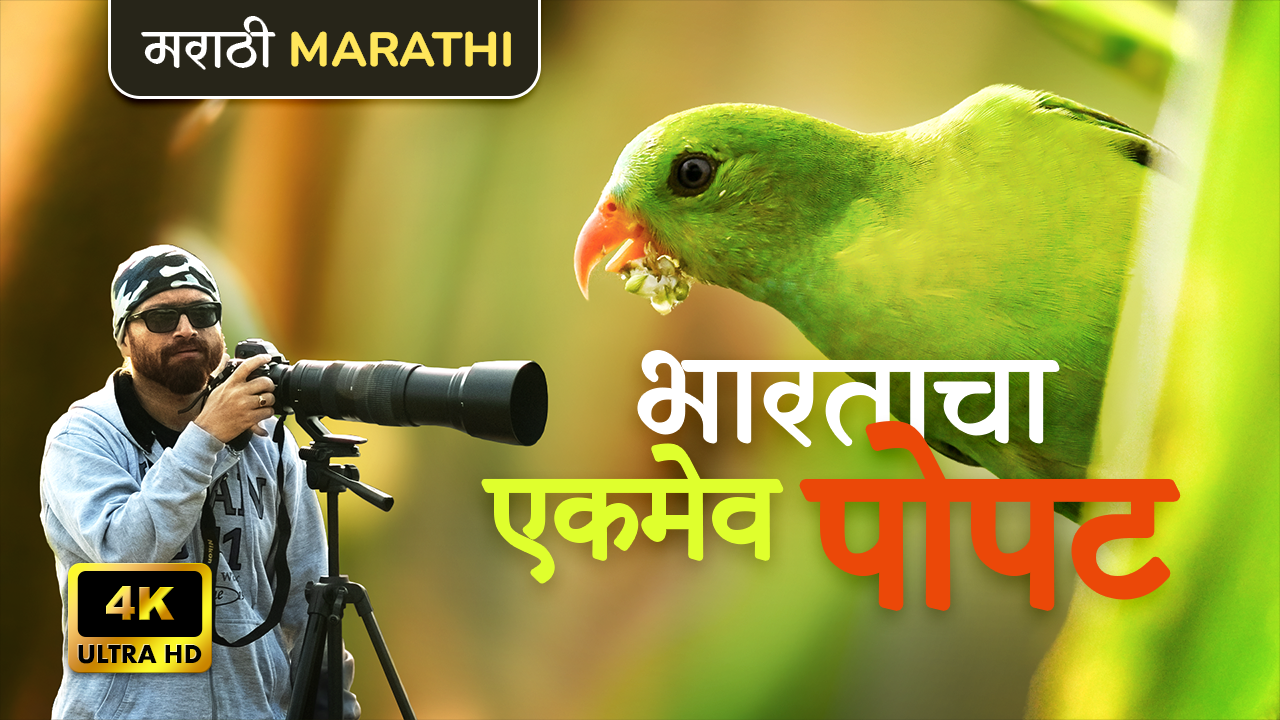 vernal-hanging-parrot-marathi-travelclix