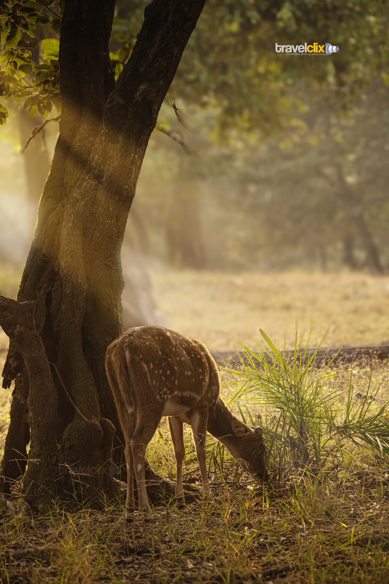 Kanha National Park, Mukki Zone, Wildlife Safari, Tiger sighting, Chital Deer, Indian Wildlife, Kanha Flora and Fauna, Kanha Wildlife Conservation, Best time to visit Kanha, Tiger Reserve India, Nature walks Kanha, Safari experience Kanha, Kanha National Park Guide, Kanha Tiger Reserve, Wildlife photography in Kanha, Kanha Jungle Safari, Animal spotting Kanha, Kanha National Park animals, Kanha wildlife tourism, Kanha eco-tourism.