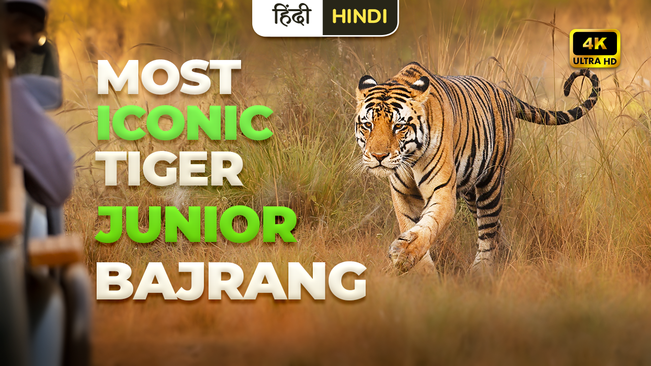 Junior Bajrang Tiger & Breathtaking Views of Kanha National Park